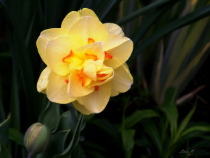 Картинка цветы нарциссы капли жёлтый лепестки