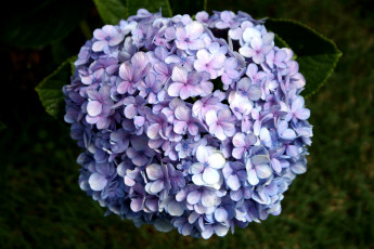 Картинка цветы гортензия шар круглый сиреневый