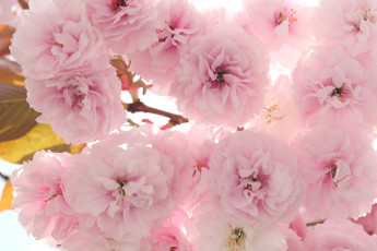 Картинка цветы сакура вишня ветка много розовый нежный