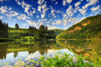 Картинка природа реки озера вода кувшинки деревья лес