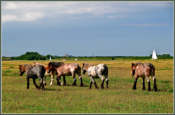 Картинка животные лошади поле