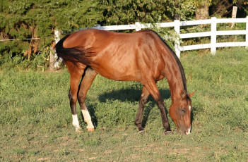 Картинка животные лошади трава забор