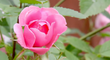 Картинка цветы розы розовые лепестки