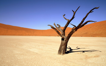 Картинка природа пустыни дерево песок