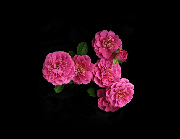 Обои картинки фото цветы, розы, фон, чёрный, розовый, лепестки