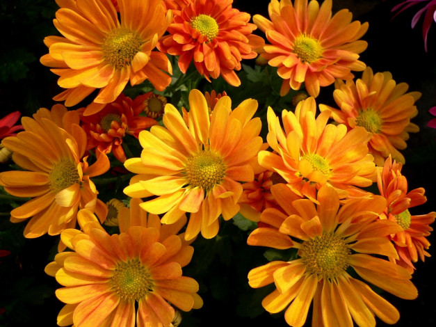 Обои картинки фото цветы, хризантемы, оранжевый, много