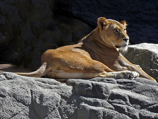 Обои картинки фото животные, львы, зверь, камни, отдых