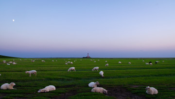 Картинка животные овцы бараны маяк