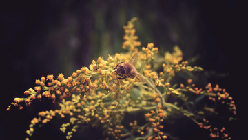 Картинка животные пчелы осы шмели пчела