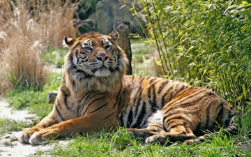 Картинка wild животные тигры трава тигр