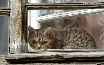Картинка животные коты кошка окно взгляд
