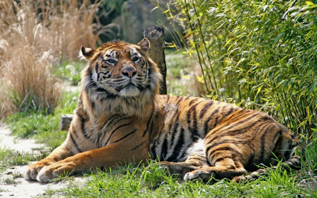 Обои картинки фото wild, животные, тигры, трава, тигр