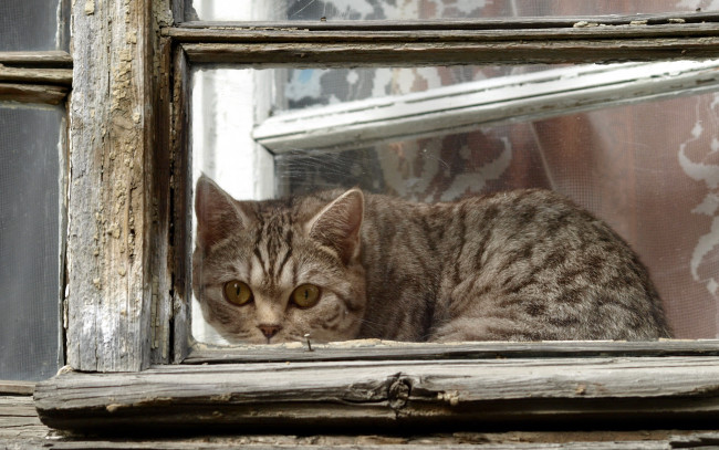 Обои картинки фото животные, коты, кошка, окно, взгляд