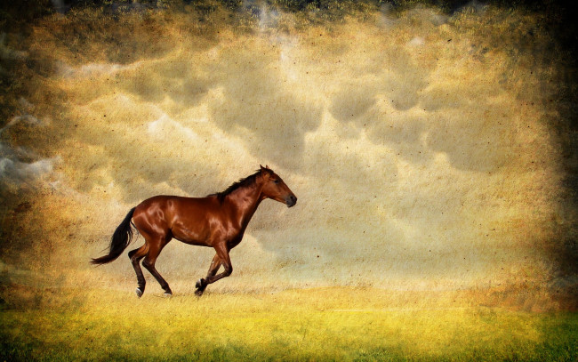 Обои картинки фото животные, лошади, конь, поле, фон, стиль