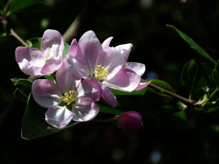 Картинка цветы цветущие+деревья+ +кустарники цветок лепестки ветка фон яблоня