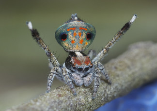 Картинка животные пауки лапки паук макро джампер глазки