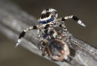Картинка животные пауки джампер лапки танец паук