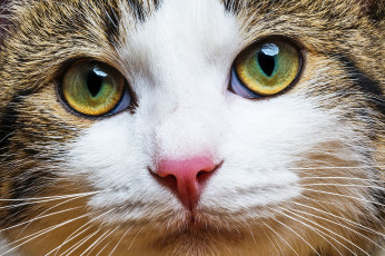Картинка животные коты макро взгляд морда кошка кот