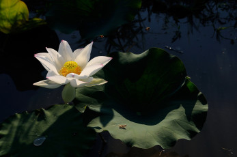 Картинка цветы лотосы цветок вода