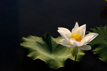 Картинка lotus цветы лотосы цветок вода