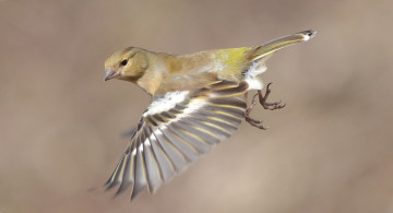 Картинка животные птицы фон полёт птица