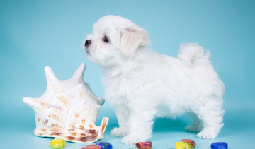 Картинка животные собаки белый щенок ракушка милый профиль