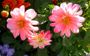 Картинка цветы георгины бутон розовый фото