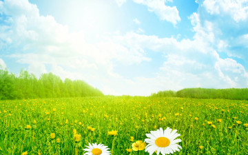 Картинка цветы луговые+ полевые +цветы лето поле луг трава небо солнце ромашки облака