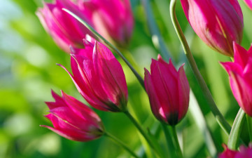 Картинка цветы тюльпаны бутоны малиновый