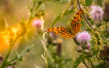 Картинка животные бабочки +мотыльки +моли макро бабочка трава