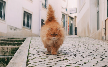 Картинка животные коты хвост взгляд морда кошка улица