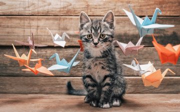 Картинка животные коты лапы оригами бумаги усы красочной летающее интерес удивление cat журавль журавлики разные хвост выбор разноцветные котяра кот