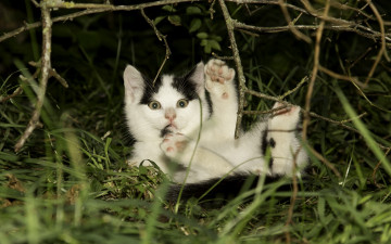 Картинка животные коты ветки лапки малыш котёнок трава