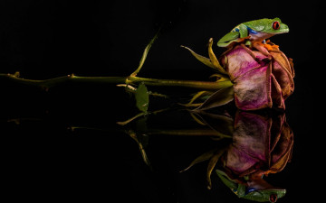 Картинка животные лягушки засохшая роза зеленая лягушка цветок