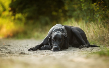 Картинка животные собаки собака пес дог черный датский песок трава отдых