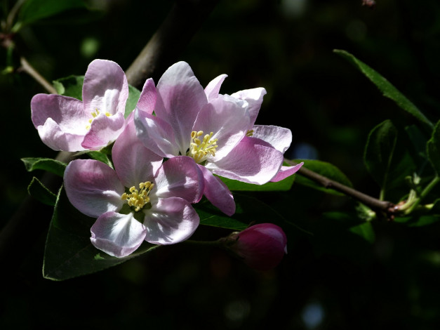 Обои картинки фото цветы, цветущие деревья ,  кустарники, цветок, лепестки, ветка, фон, яблоня