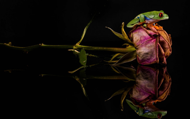 Обои картинки фото животные, лягушки, засохшая, роза, зеленая, лягушка, цветок