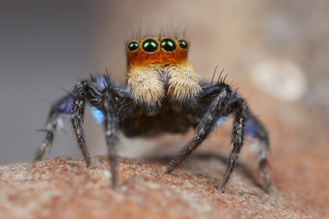 Обои картинки фото животные, пауки, лапки, паук, макро, джампер, глазки