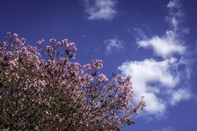 Обои картинки фото цветы, цветущие деревья ,  кустарники, дерево, небо, розовые