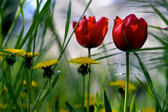 Обои картинки фото цветы, разные вместе, трава, поле, луг, одуванчик, тюльпан