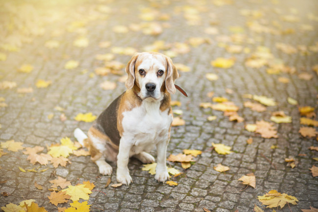 Обои картинки фото животные, собаки, листья, пес, собака, осень, бигль, взгляд