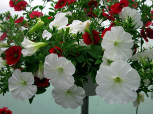 Картинка цветы петунии +калибрахоа белый