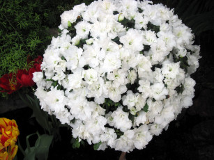 Картинка цветы рододендроны+ азалии белый азалия