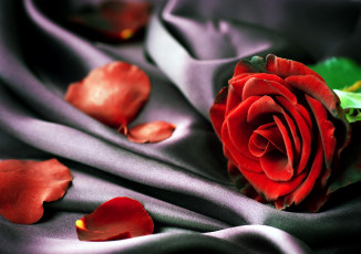 Картинка цветы розы лепестки шелк