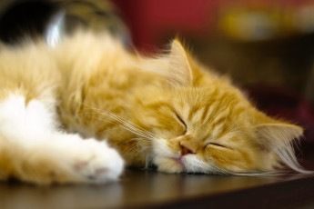 Картинка животные коты рыжая спящая сон кошка персидская