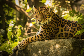 Картинка животные Ягуары дикая кошка ягуар камень взгляд