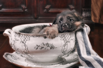 Картинка животные собаки немецкая овчарка щенок супница милый