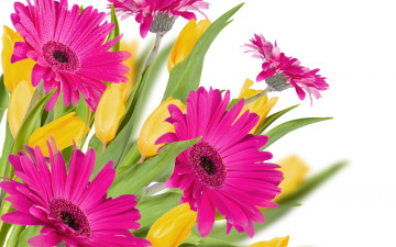 Картинка цветы разные+вместе tulips розовые герберы gerberas капли тюльпаны pink