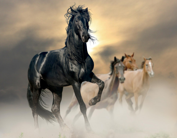 Обои картинки фото животные, лошади, закат, жеребец, конь, вороной