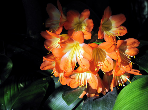 Обои картинки фото цветы, кливия, оранжевый